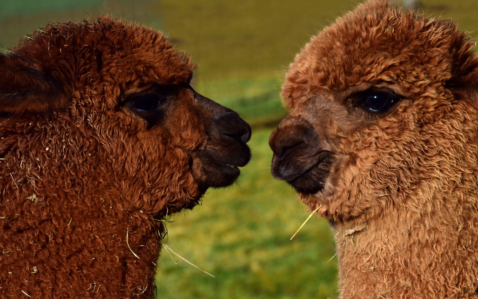Nikon D3300 sample photo. Alpaca, mammal, animal photography