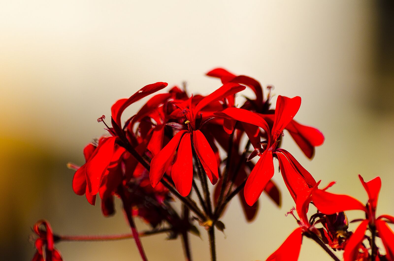Nikon D7000 sample photo. Plant, nature, flower photography