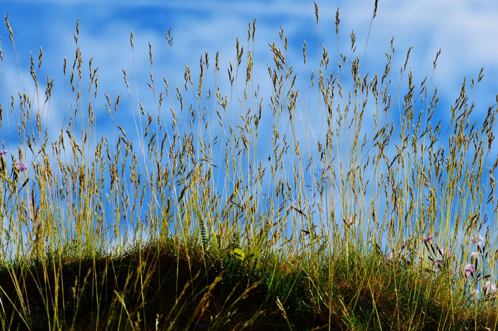 Nikon D3200 sample photo. Sky, blue, clouds photography