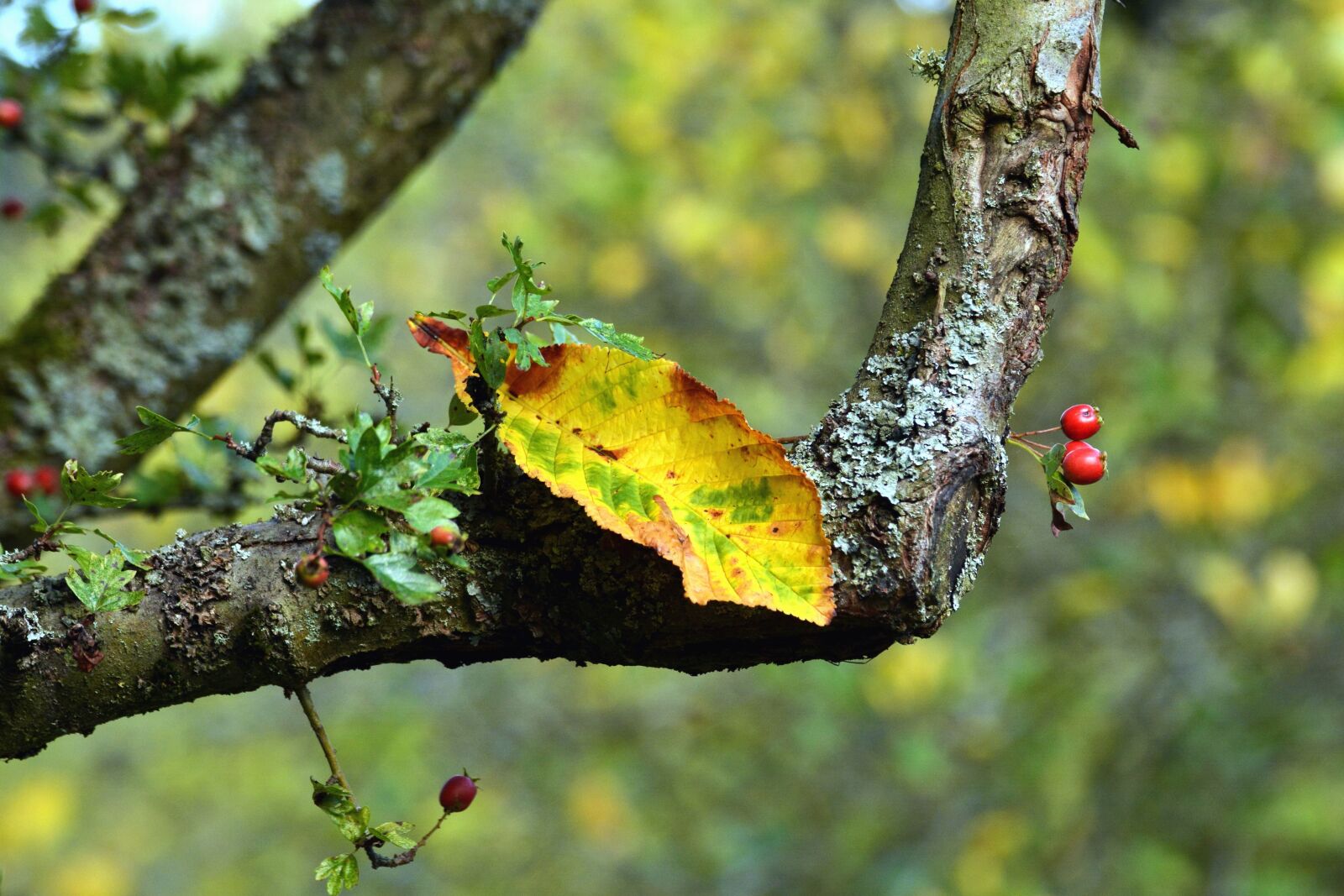 Nikon D5200 sample photo. Leaf, tree, forest, branches photography