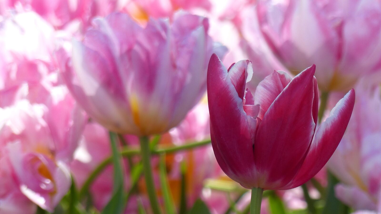 Panasonic Lumix DMC-FZ200 sample photo. Tulip, keukenhof, amsterdam photography