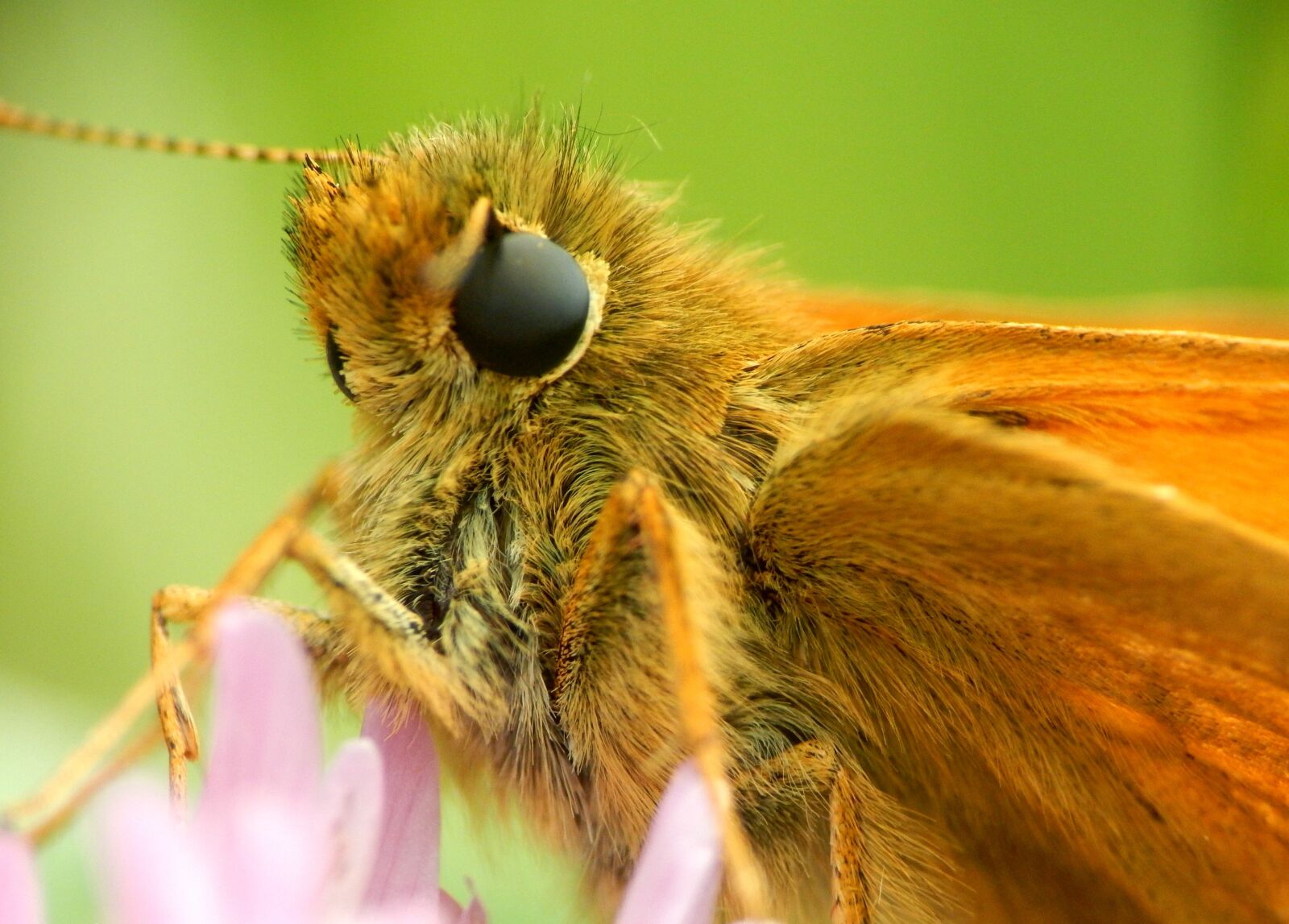 Nikon Coolpix L820 sample photo. Butterfly, skipper, insect photography