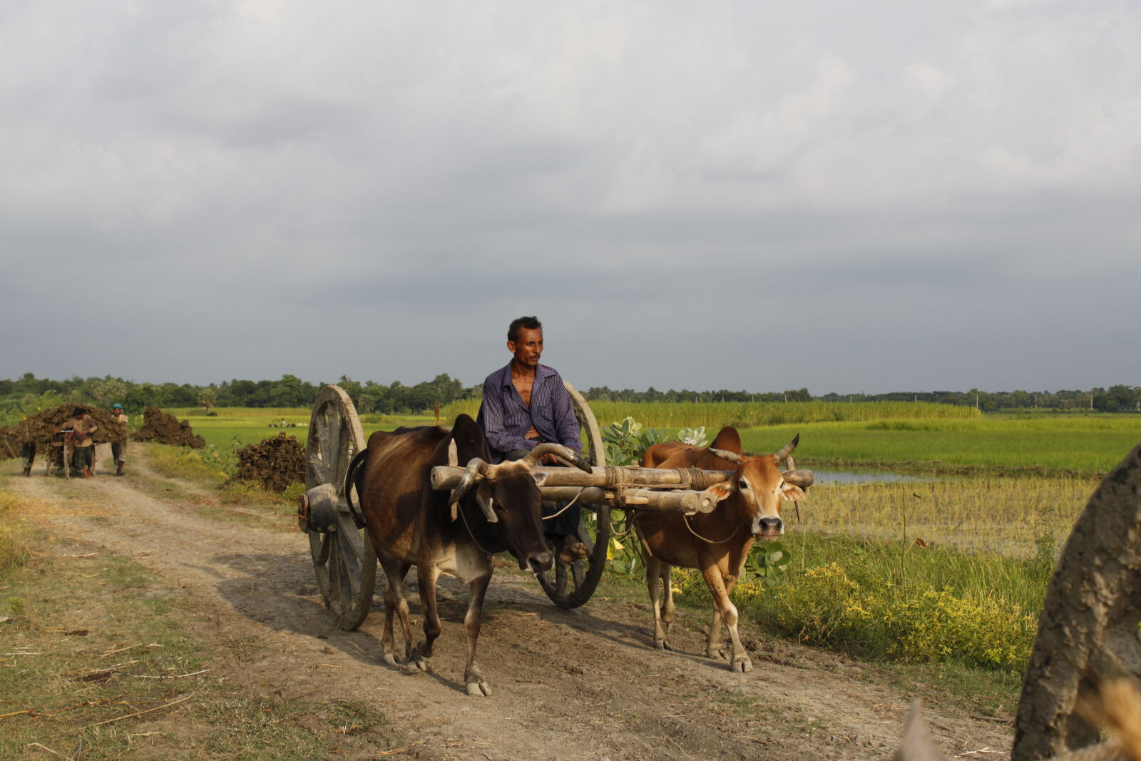 Canon EOS 500D (EOS Rebel T1i / EOS Kiss X3) sample photo. Bangladesh, canal, cowvan, fisherman photography
