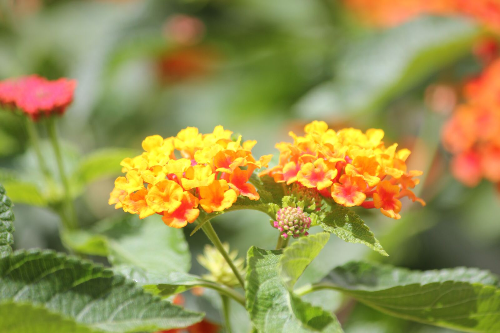 Canon EOS 550D (EOS Rebel T2i / EOS Kiss X4) sample photo. Flour, orange, small photography