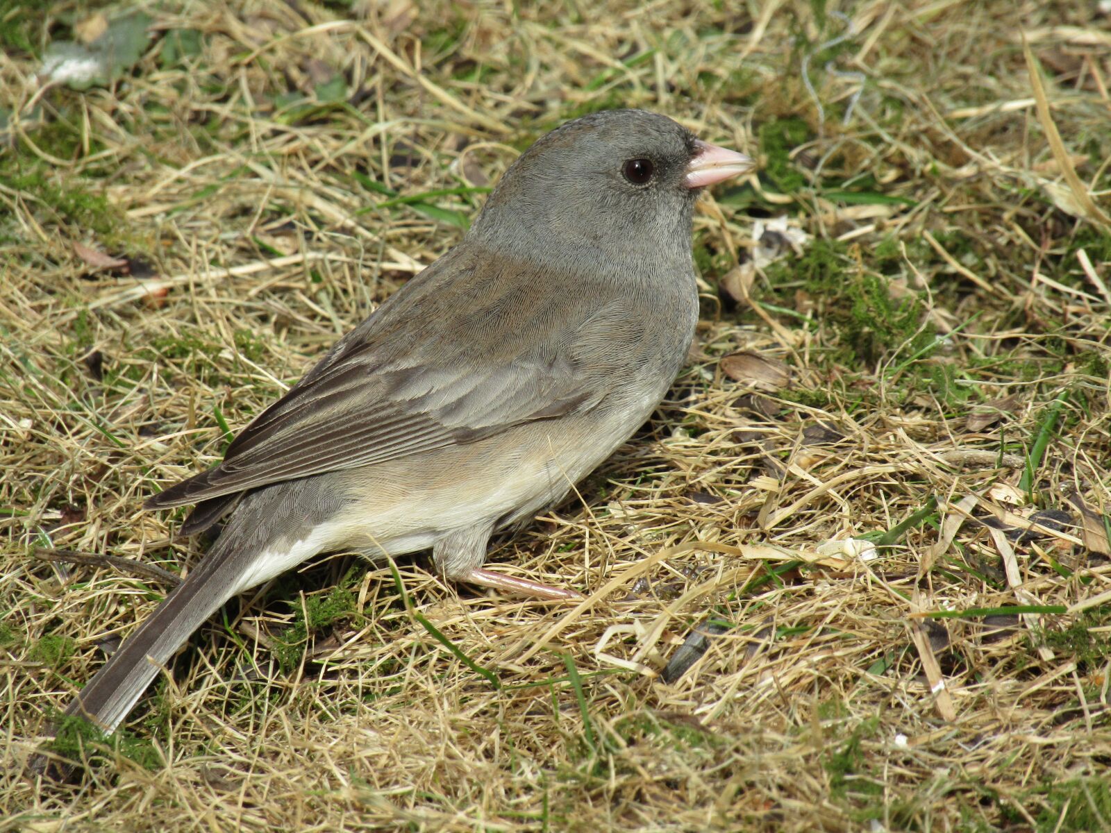 Canon PowerShot SX420 IS sample photo. Bird, junco, dark-eyed photography