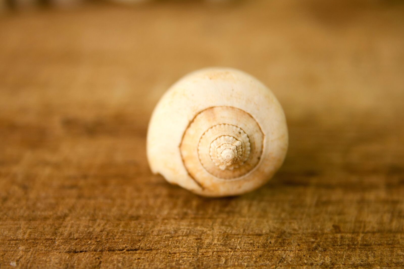 Canon EOS 1000D (EOS Digital Rebel XS / EOS Kiss F) sample photo. Seashell, mollusk, snail, decoration photography