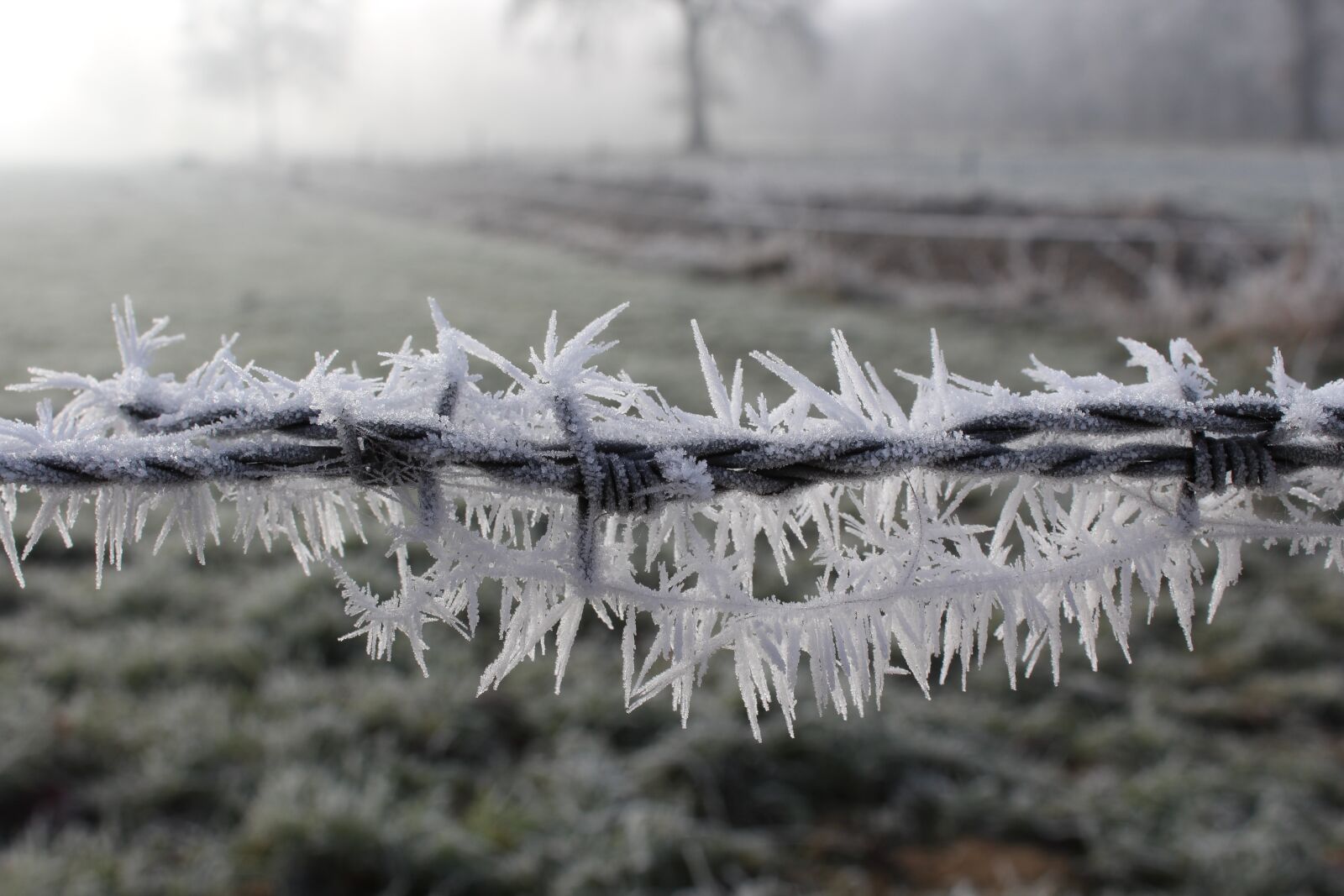 Canon EOS 1200D (EOS Rebel T5 / EOS Kiss X70 / EOS Hi) sample photo. Frost, cold, winter photography