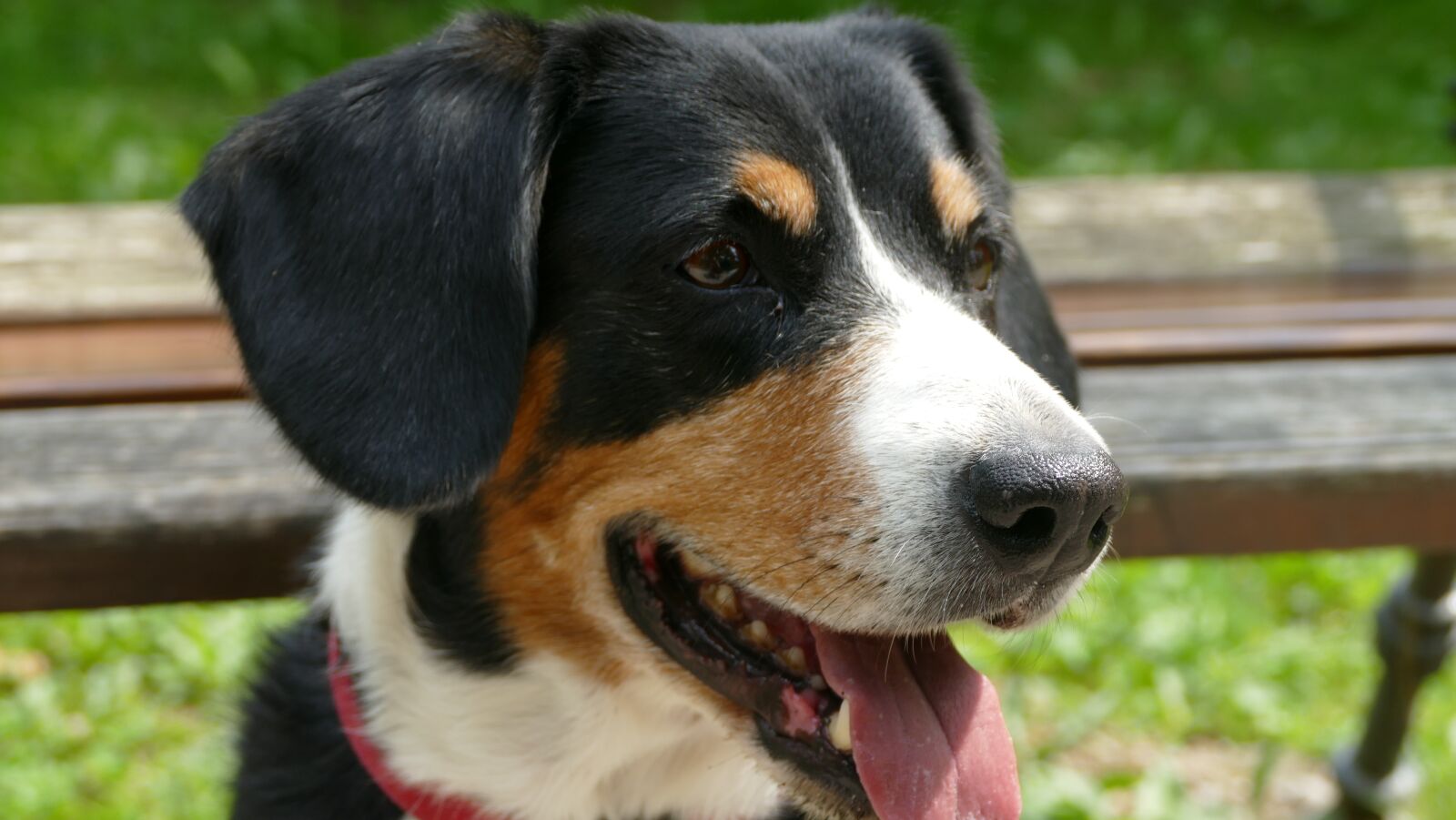 Panasonic Lumix DMC-FZ1000 sample photo. Dog, entlebucher, pet photography