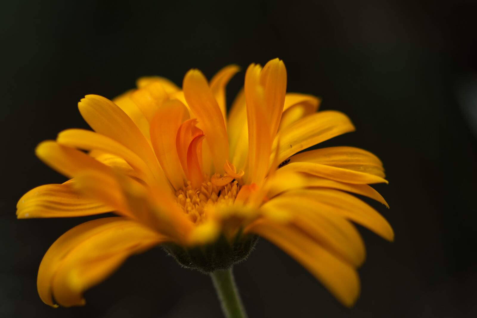 Nikon D5500 sample photo. Flower, blossom, bloom photography