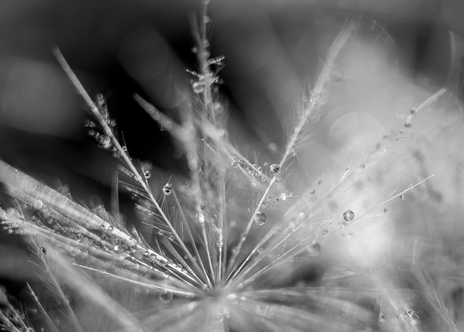 Canon EOS 6D sample photo. Droplets, water, dandelion photography