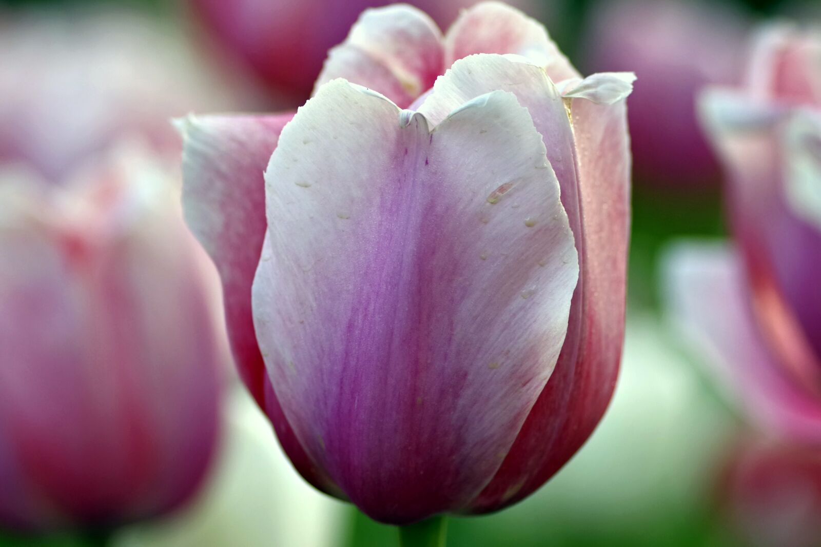 Pentax K-S2 sample photo. Tulips, violet, pink photography