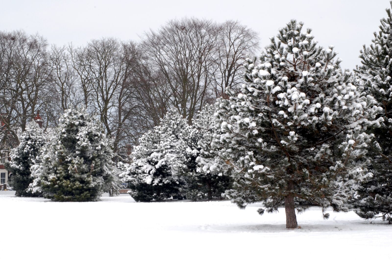 Nikon D200 sample photo. Snow, white, winter photography