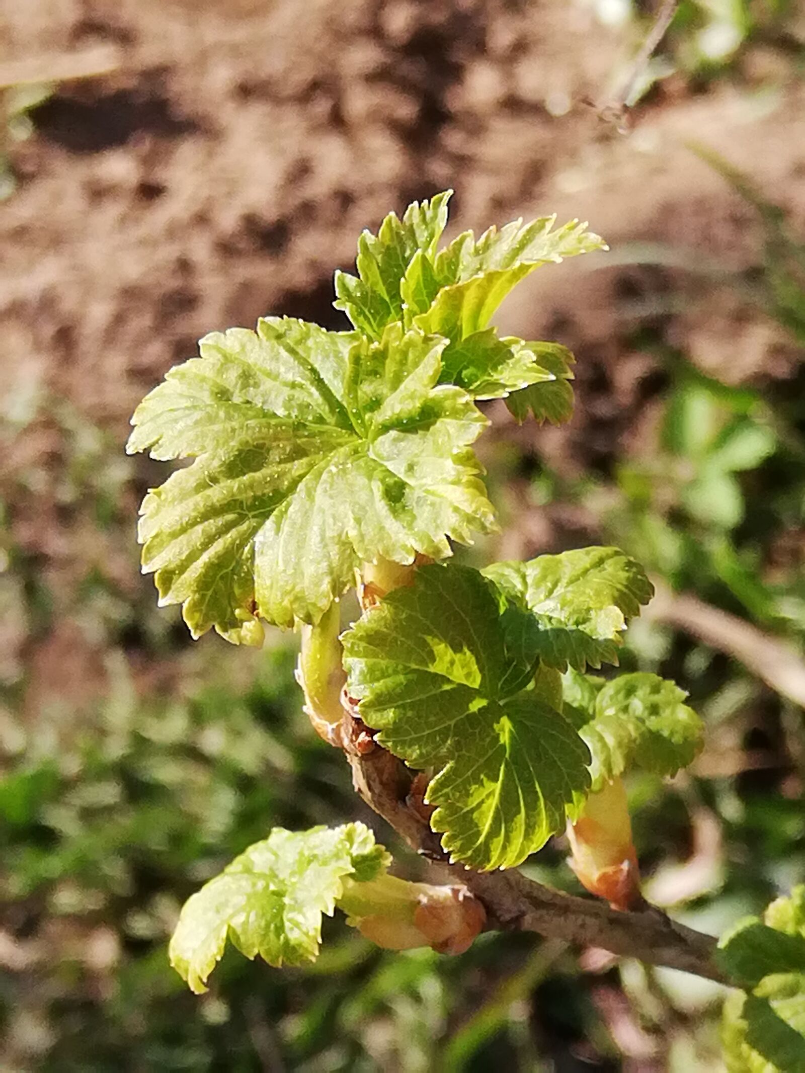 HUAWEI P20 lite sample photo. Kryzhovnik, branch, day photography