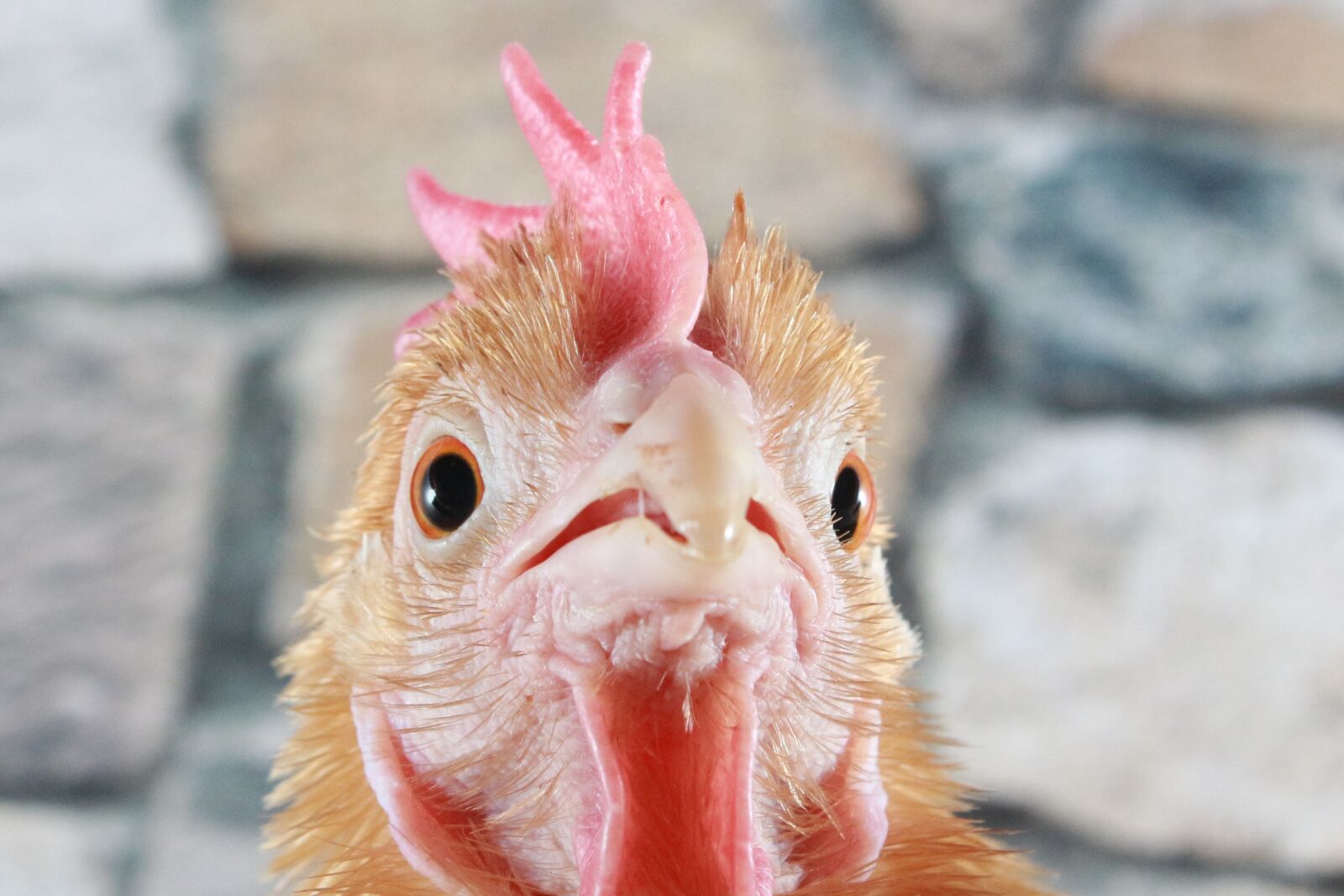 Canon EF-S 18-55mm F3.5-5.6 IS sample photo. Chicken, hen, poultry photography