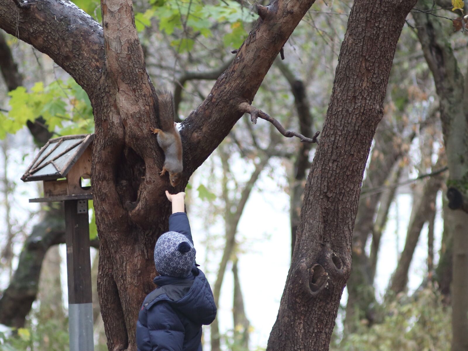 Canon EOS 1200D (EOS Rebel T5 / EOS Kiss X70 / EOS Hi) sample photo. Tree, wood, nature photography