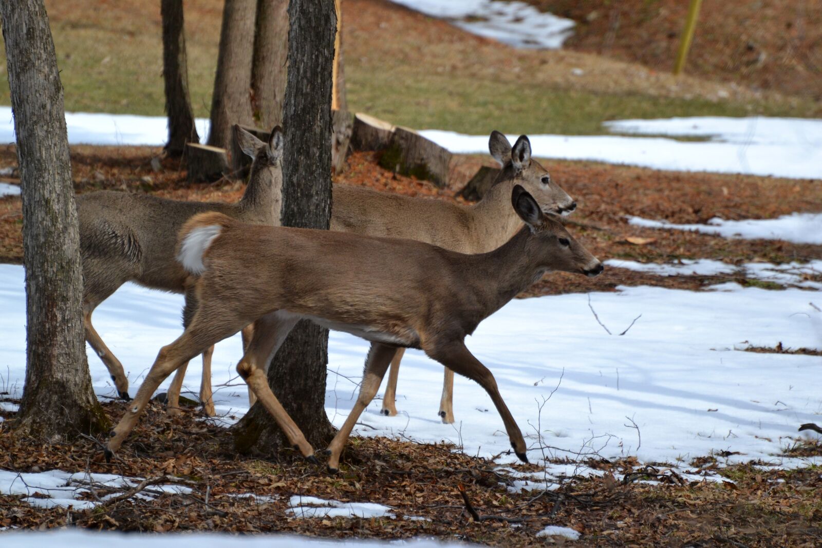 Nikon D3100 sample photo. Animal, deers, crossing photography