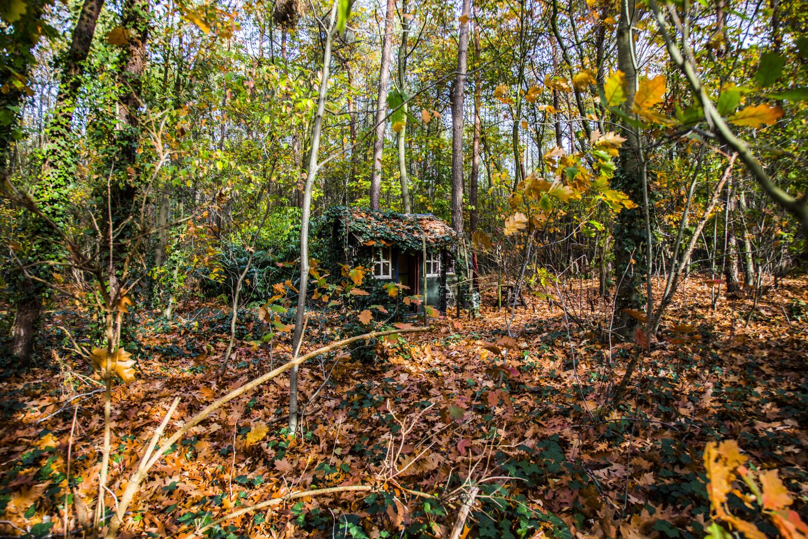 Canon EOS 6D + Canon EF 24-105mm F4L IS USM sample photo. Forest, autumn, trees photography