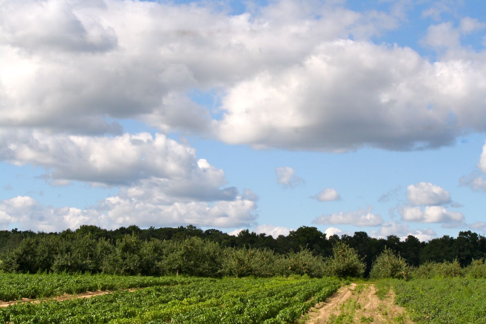 Canon EOS 1000D (EOS Digital Rebel XS / EOS Kiss F) sample photo. Sky, clouds, farm photography