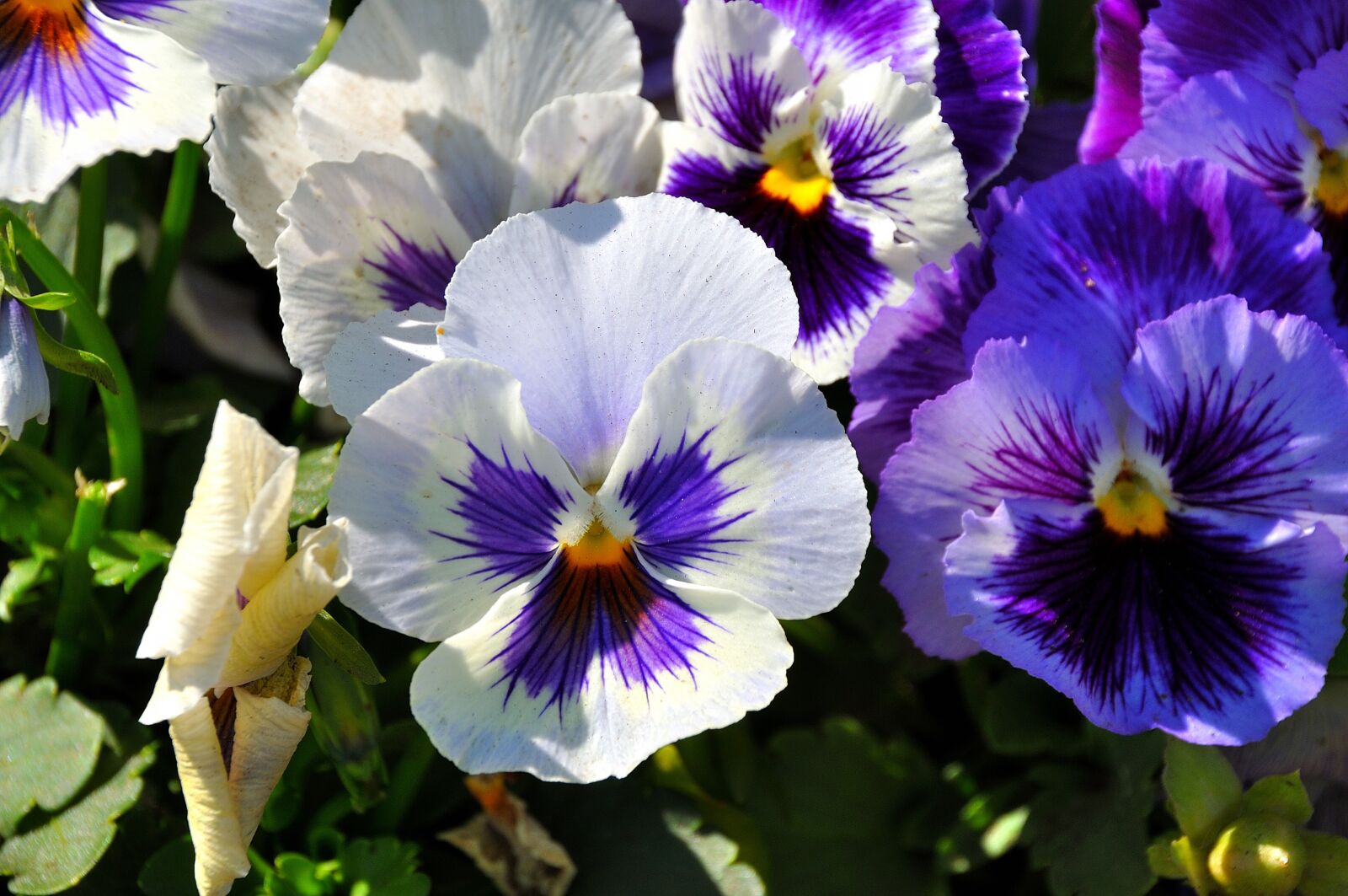 Nikon D90 sample photo. Pansies, flowers, in the photography