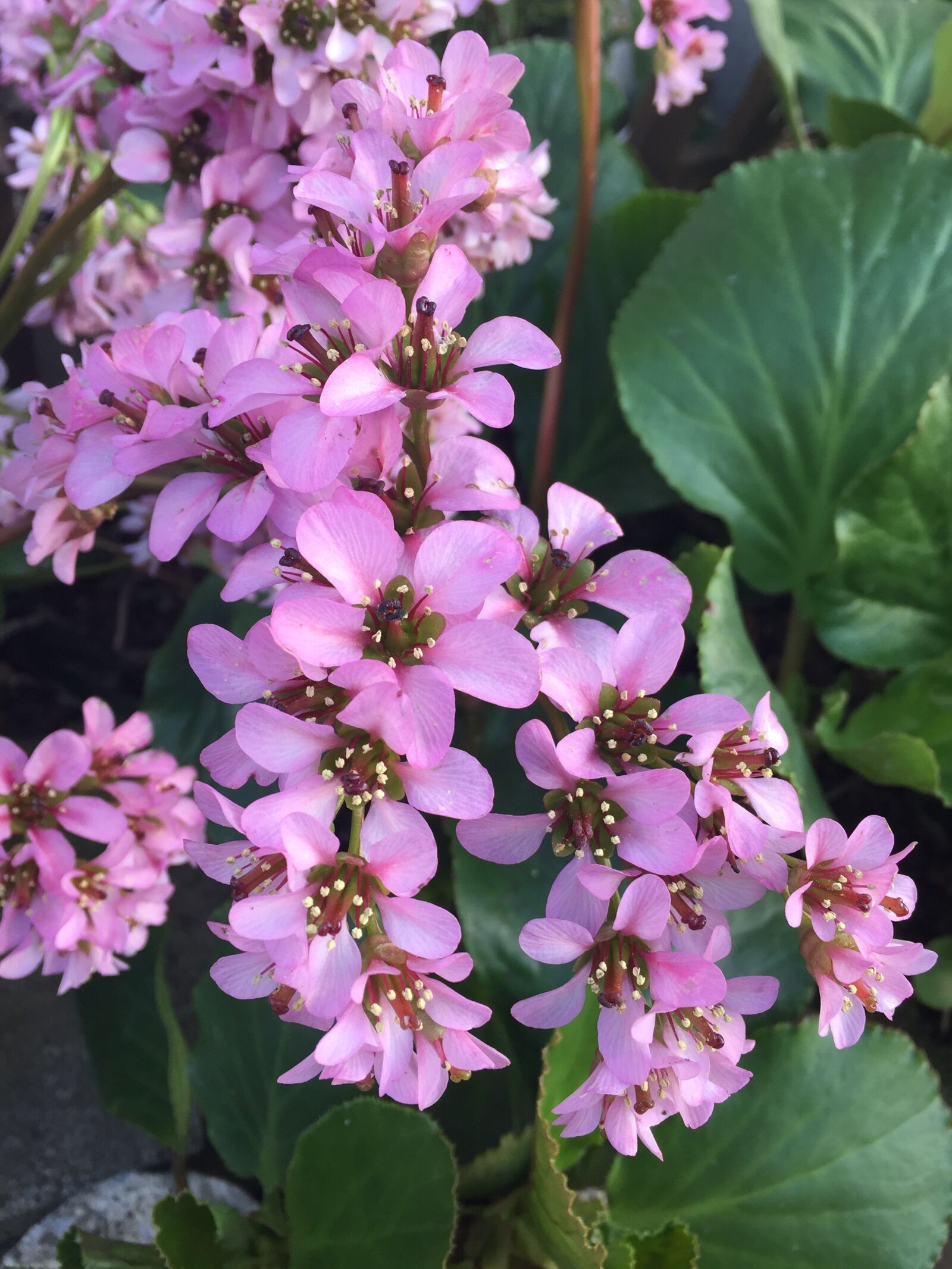 Apple iPhone 6 sample photo. Bergenia, grass flowers, pink photography