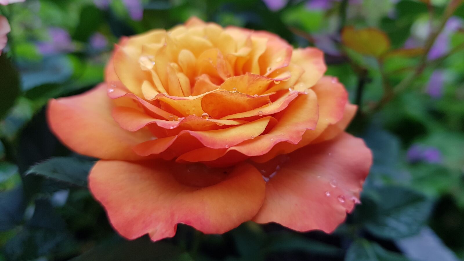 Samsung Galaxy S8+ sample photo. Rose, flower, garden plant photography