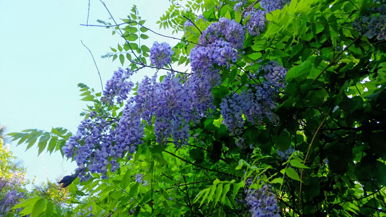 Samsung Galaxy S5 sample photo. Hanging, flowers, green photography