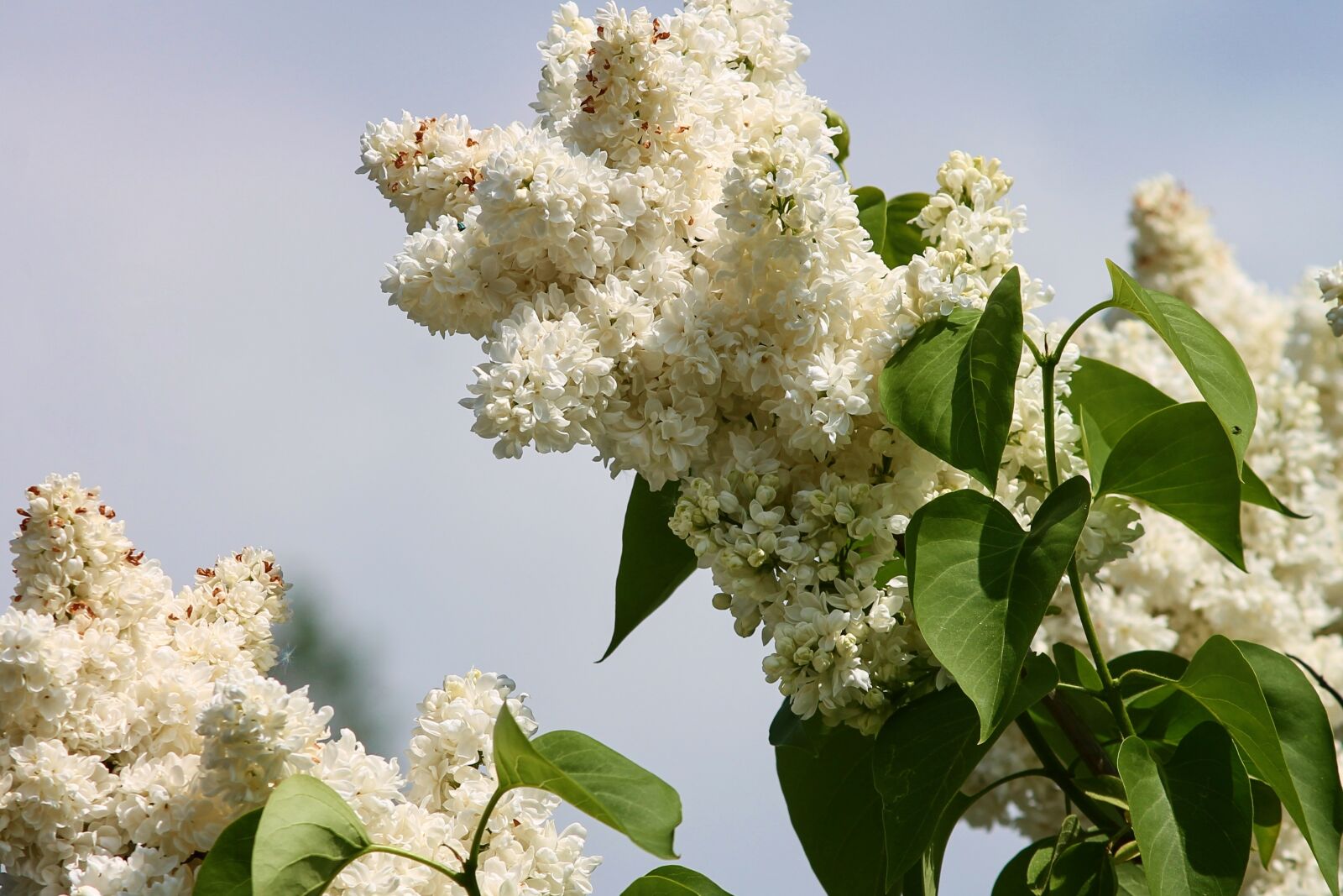 Canon EOS 1100D (EOS Rebel T3 / EOS Kiss X50) sample photo. Lilac, white, white lilac photography