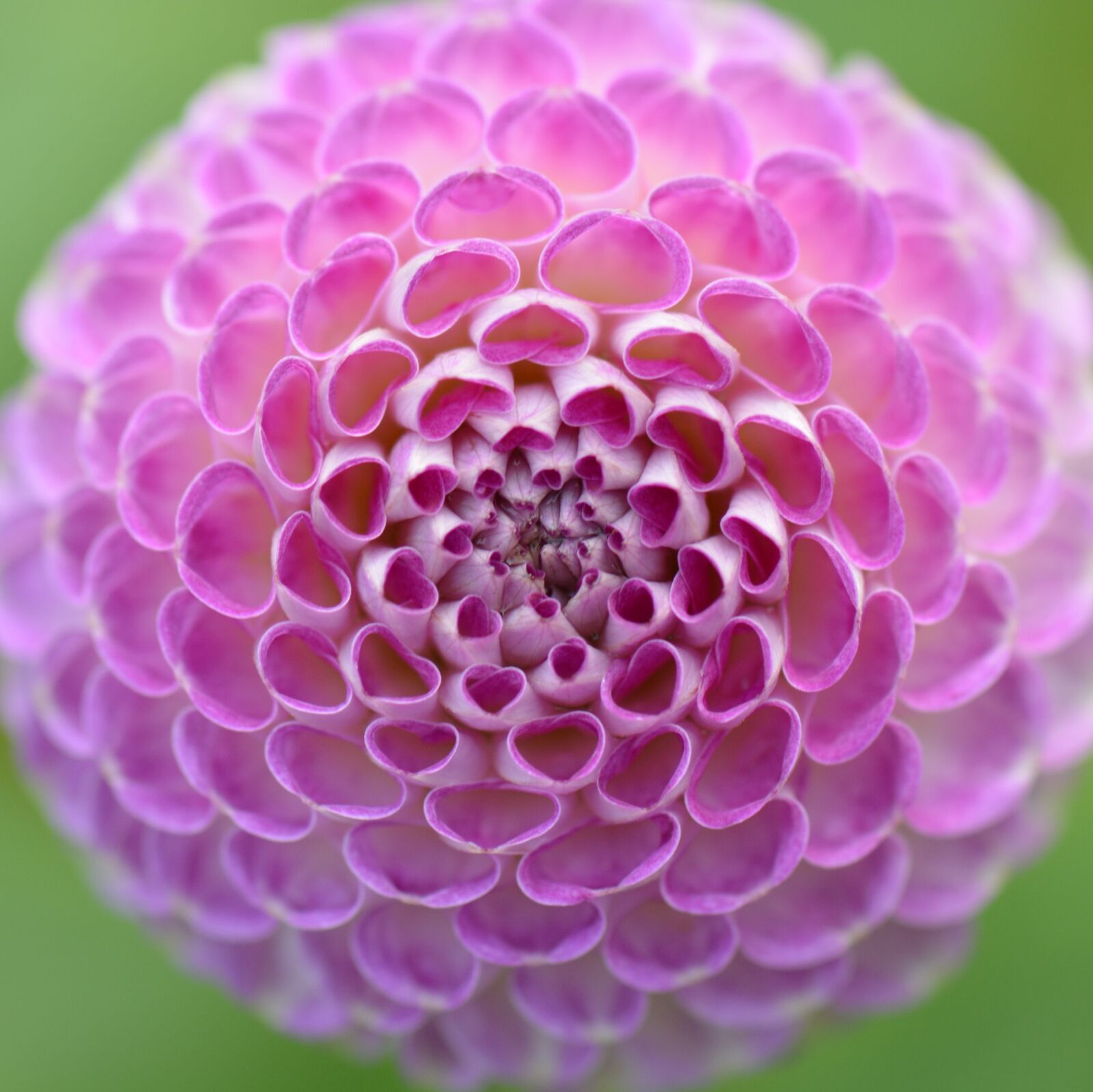 Nikon D5200 sample photo. Flower, nature, dahlia photography