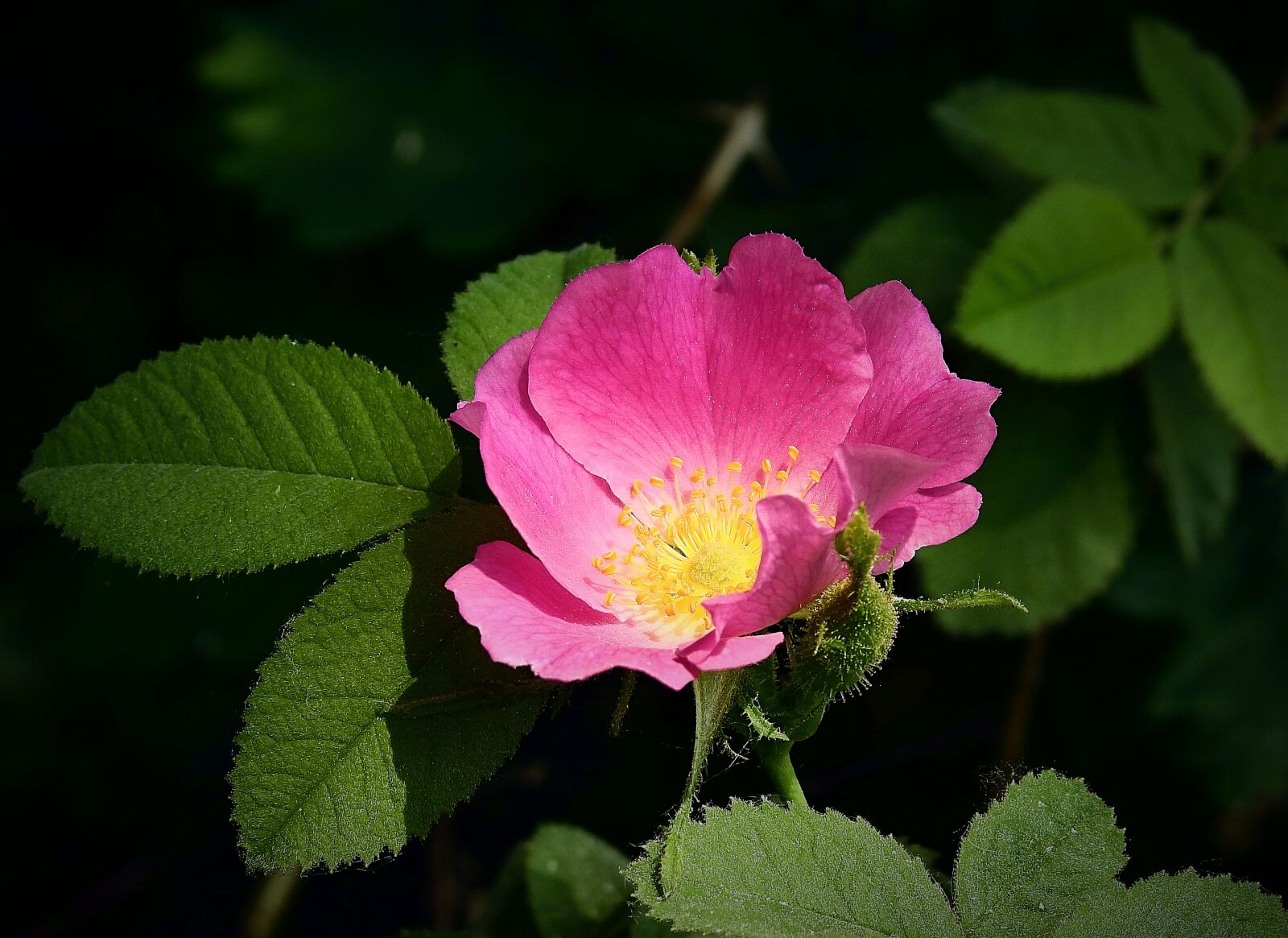 Nikon Coolpix P900 sample photo. Wild rose, flower, nature photography