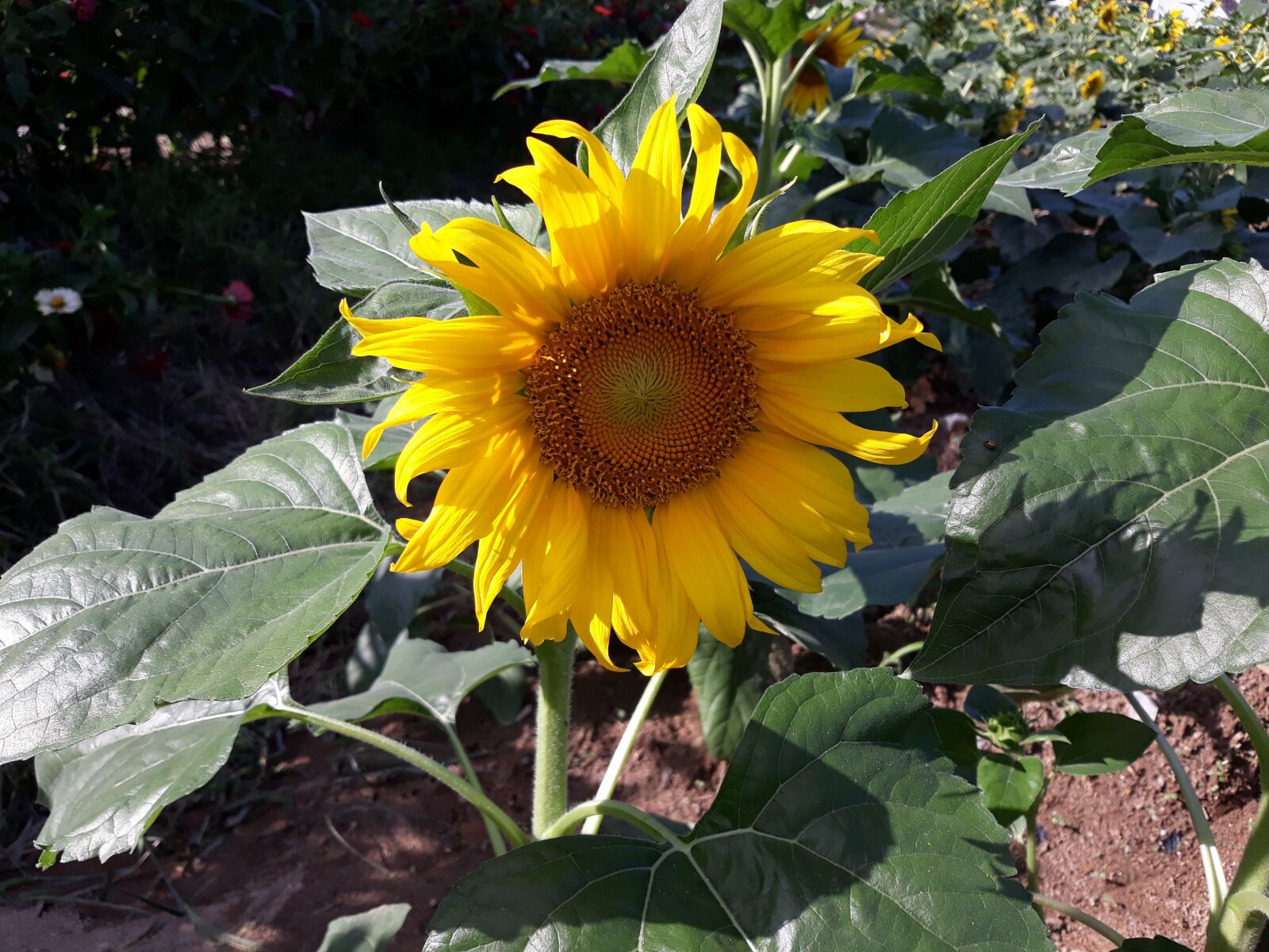 Samsung Galaxy J5 sample photo. Sunflower, yellow, flowers photography
