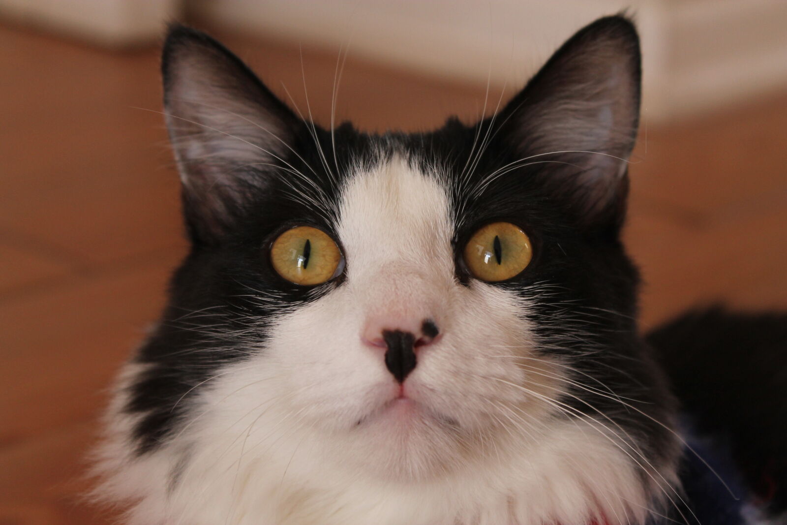 Canon EOS 1100D (EOS Rebel T3 / EOS Kiss X50) sample photo. Animal, animal, photography, cat photography