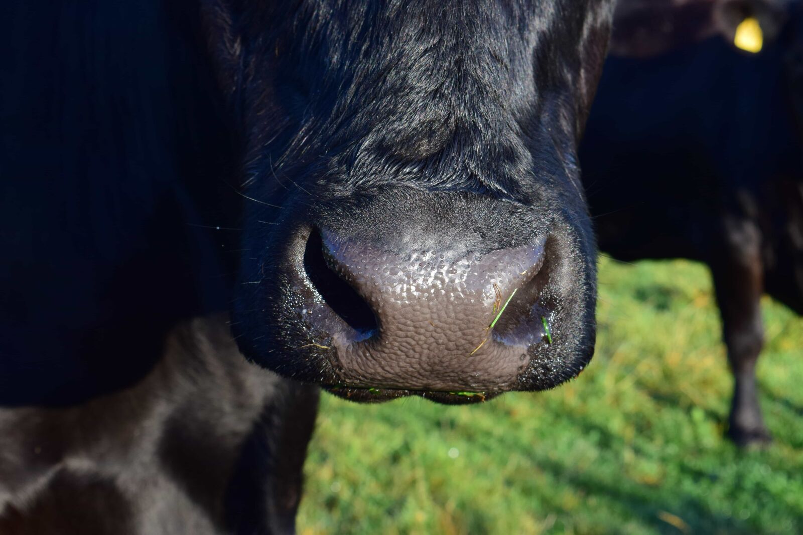 Nikon D3300 sample photo. Animal, black, cattle, cow photography