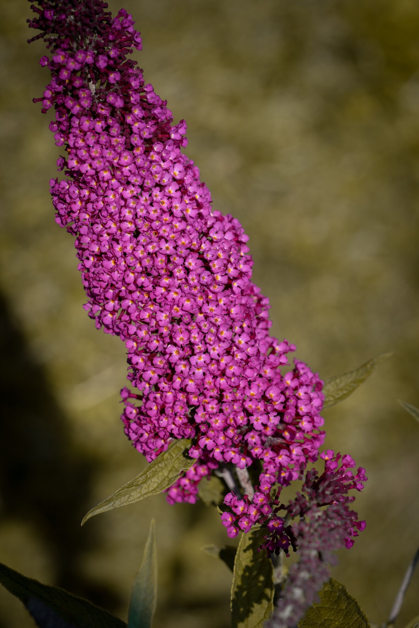 Nikon D750 sample photo. Lilac, pink, blossom photography