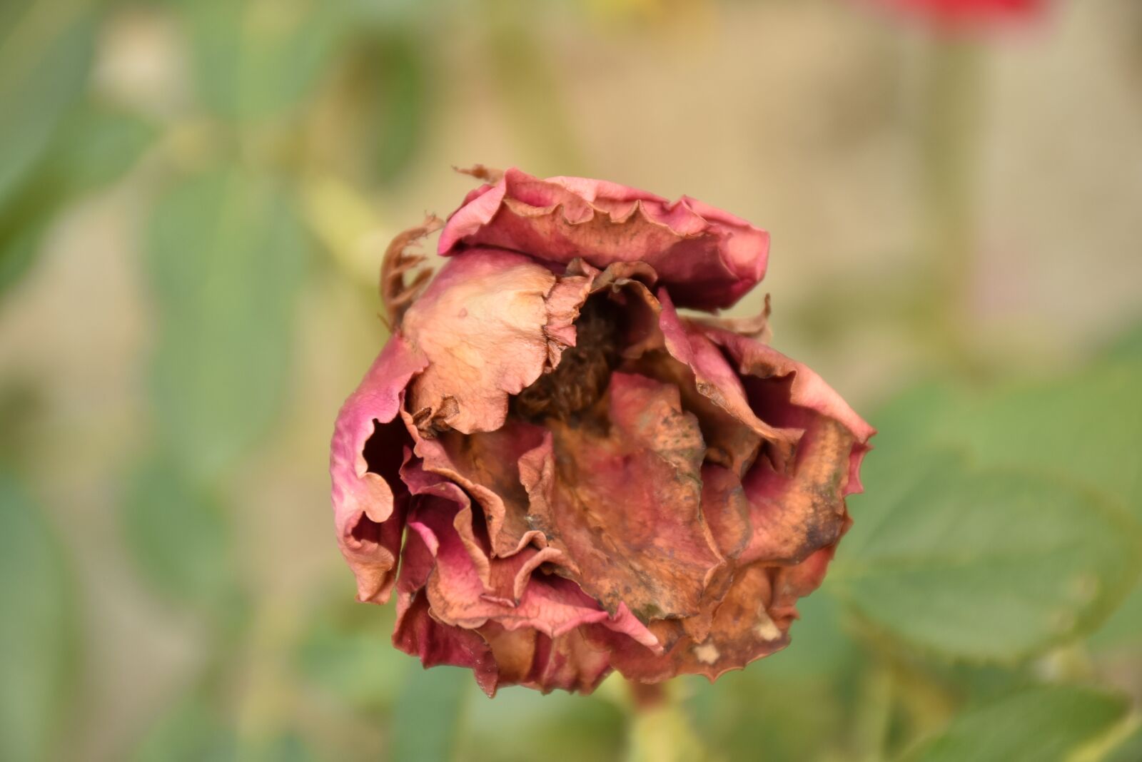Nikon D7200 sample photo. Dry, rose, photo photography