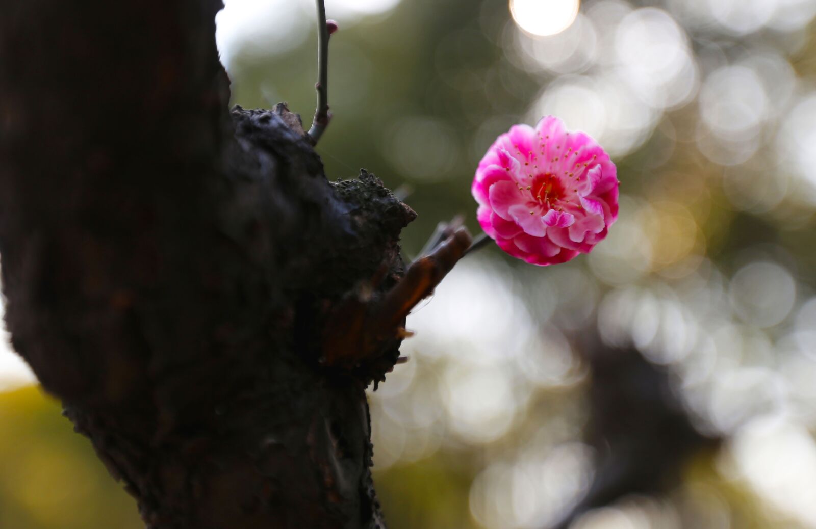 Canon EF 16-35mm F2.8L II USM sample photo. Plum blossom, flower, spring photography