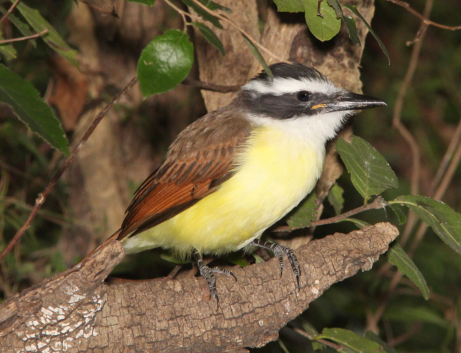 Canon EF 300mm F4L IS USM sample photo