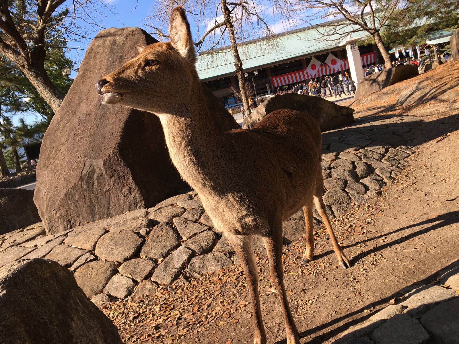 Apple iPhone 6s sample photo. Deer, animal, 日本 photography