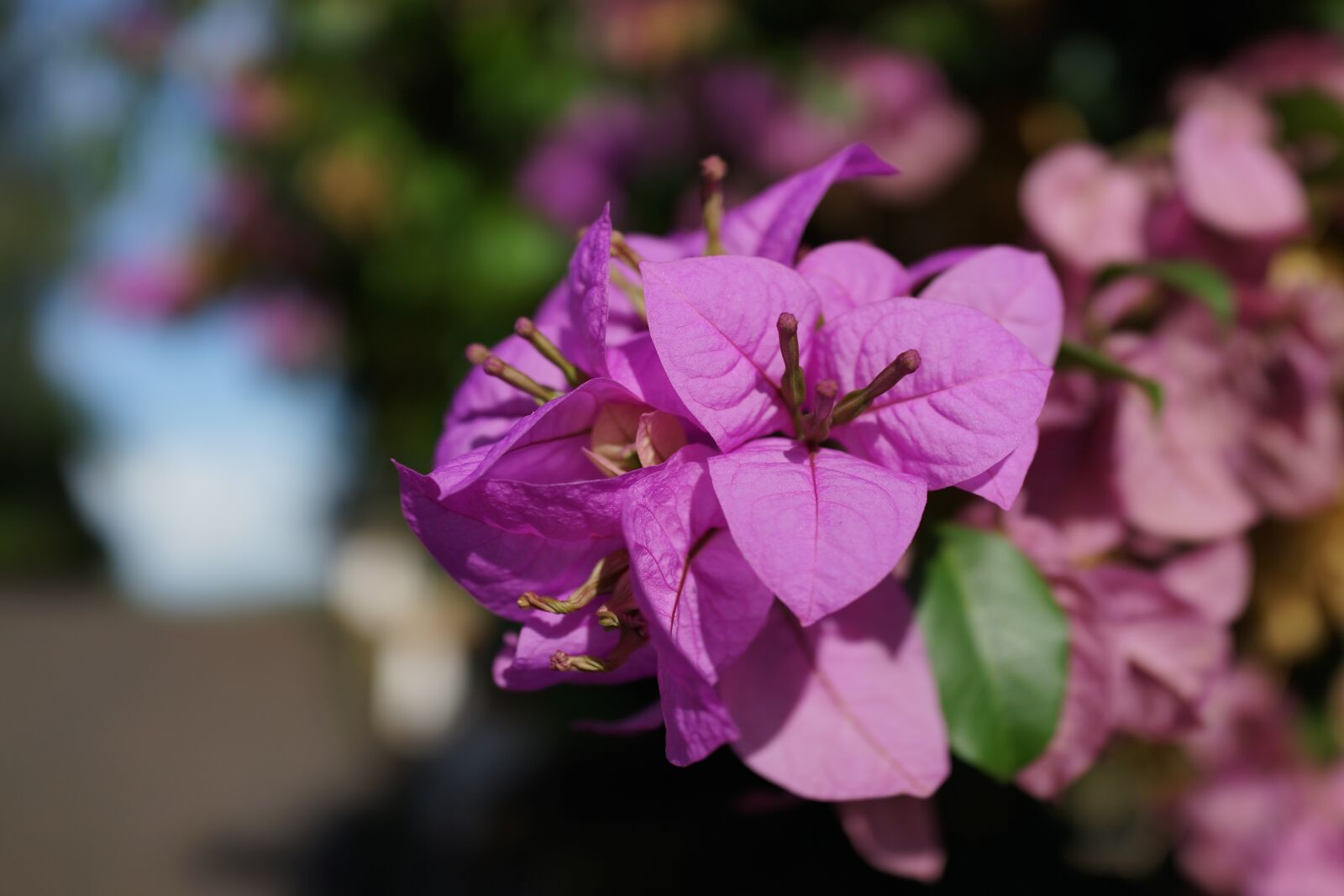 Sony Cyber-shot DSC-RX1 sample photo. Flower, flora, nature photography
