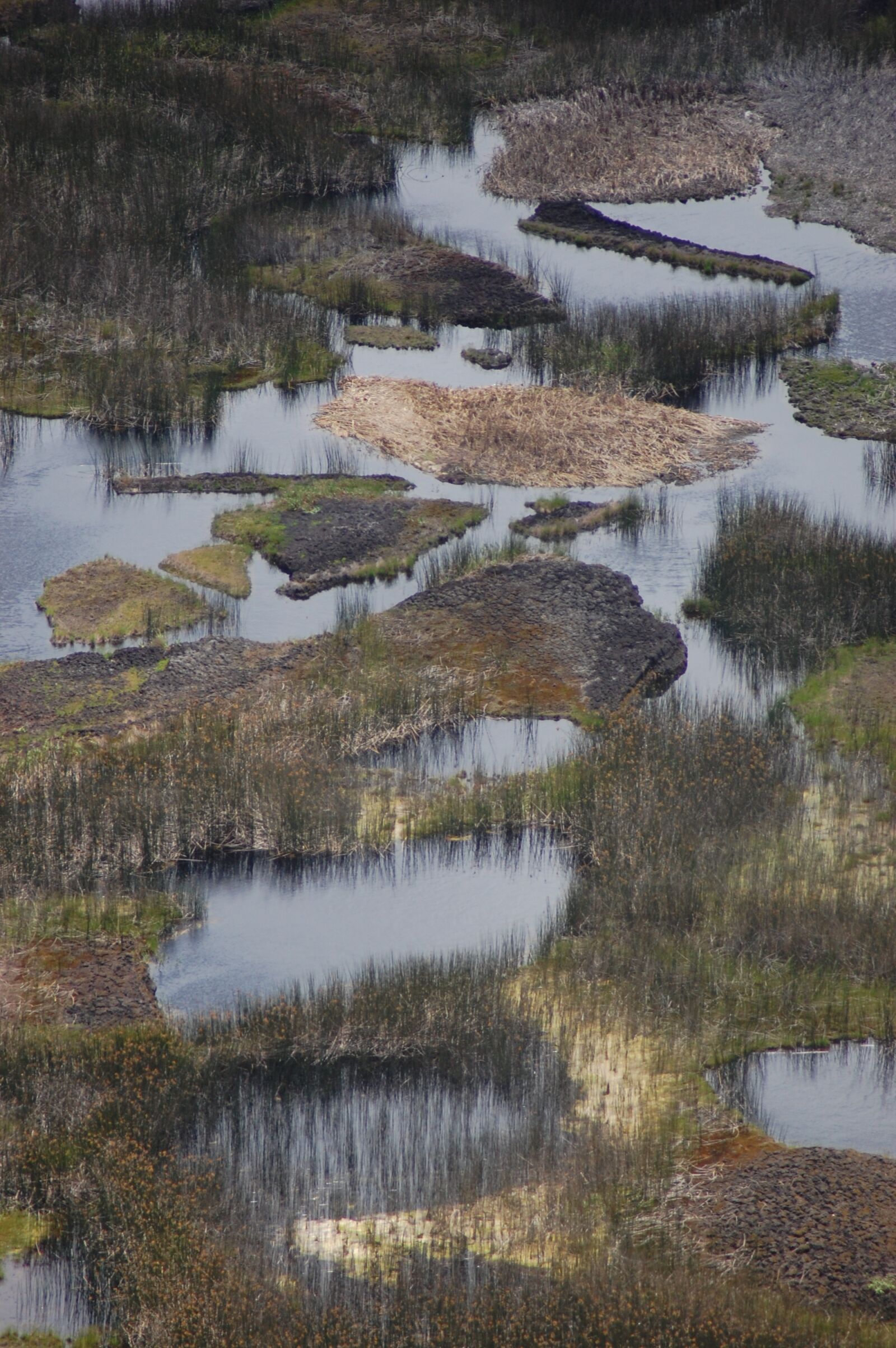 Nikon D40 sample photo. Bog, swamp, marsh photography