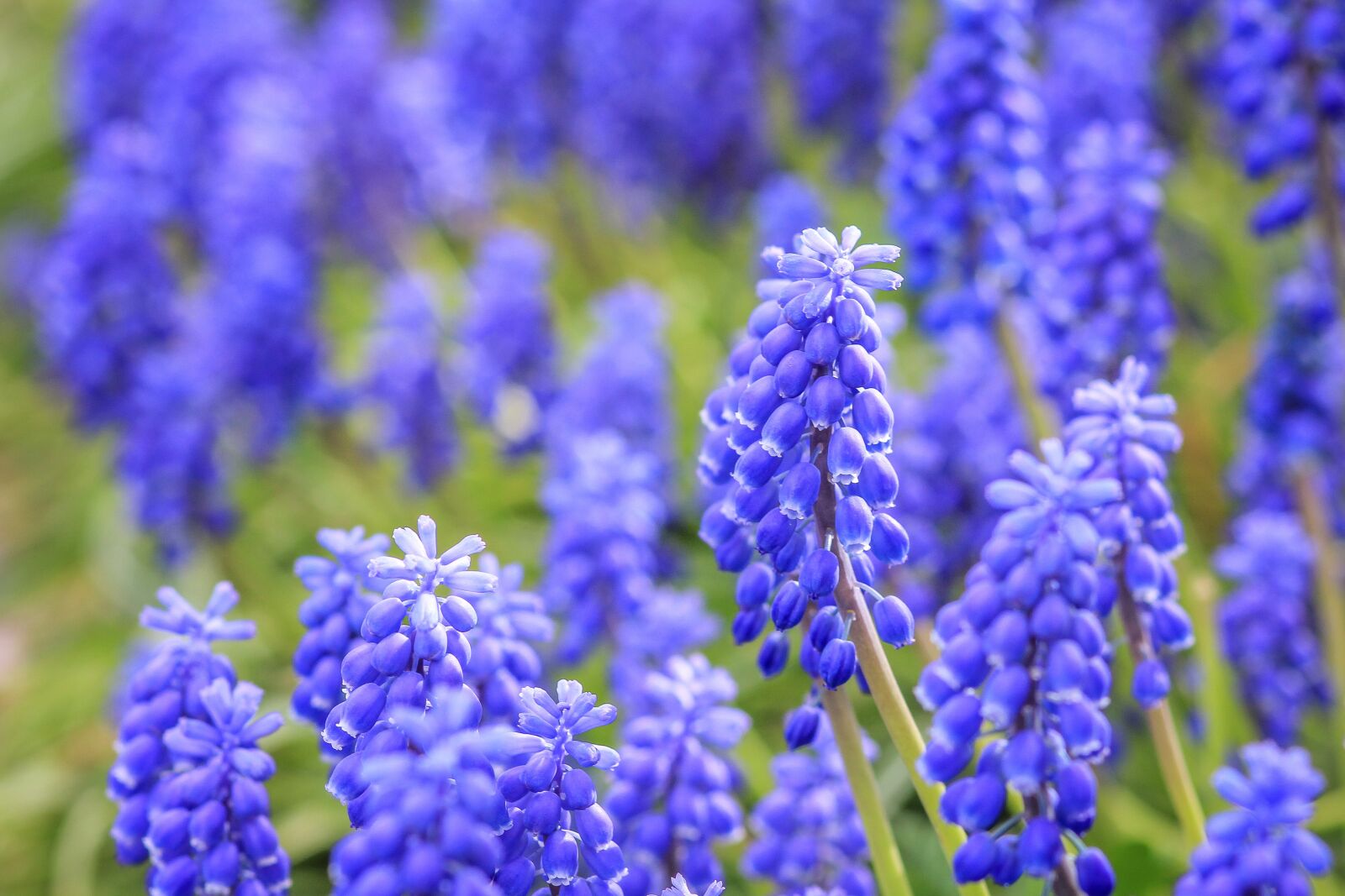 Canon EOS 550D (EOS Rebel T2i / EOS Kiss X4) sample photo. Muscari, spring, summer photography