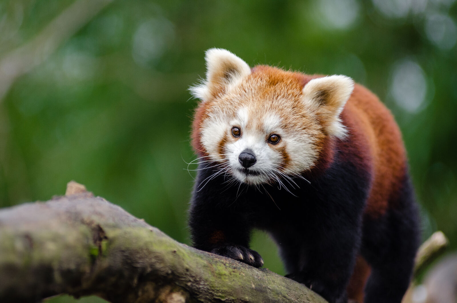 AF Zoom-Nikkor 80-200mm f/2.8 ED sample photo