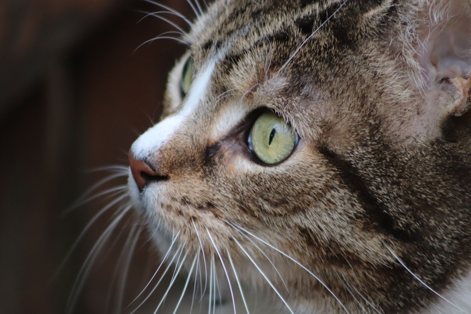 Canon EOS 800D (EOS Rebel T7i / EOS Kiss X9i) sample photo. Cat, cat face, cat's photography