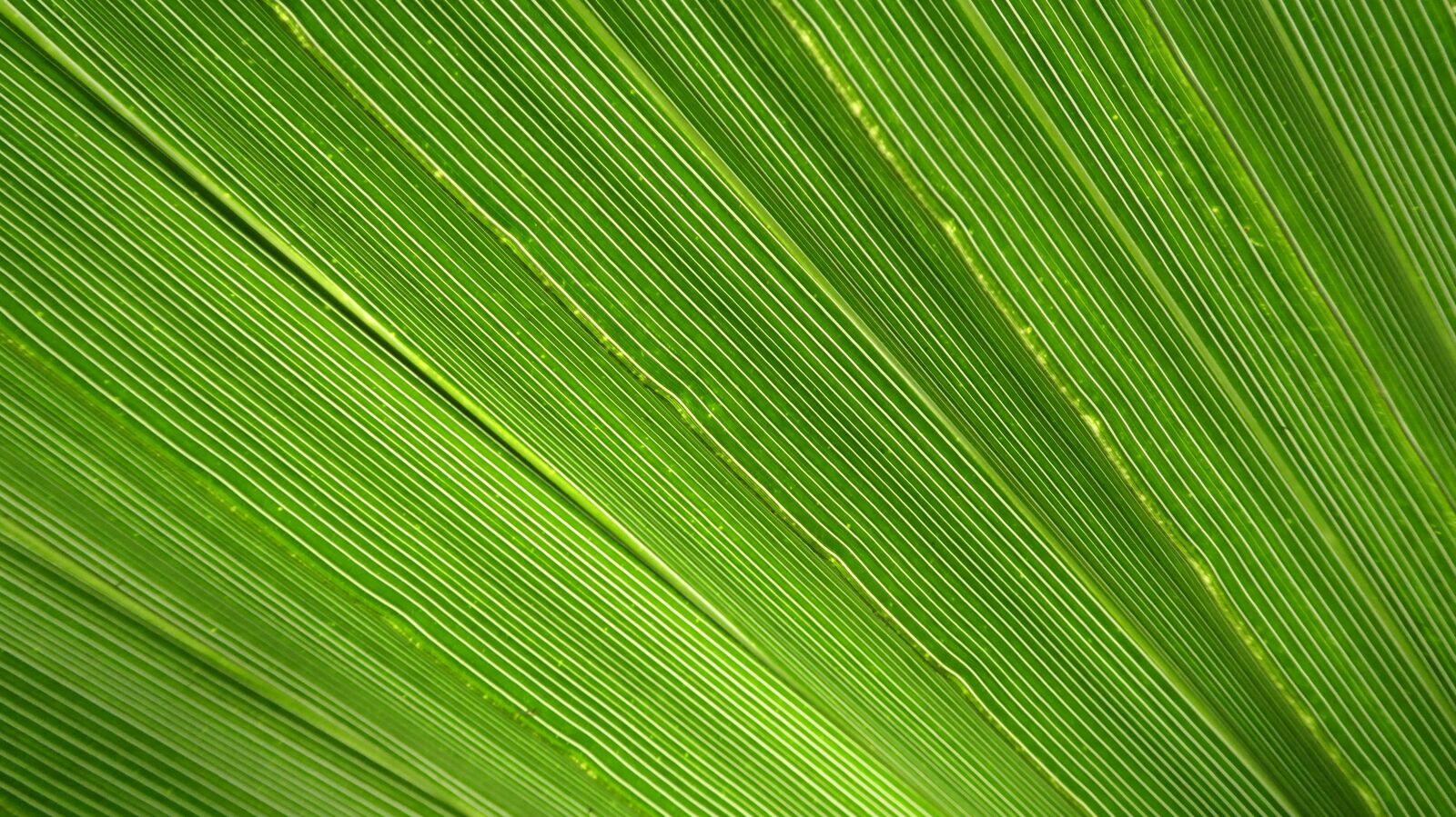 Panasonic DMC-TZ61 sample photo. James, palm, leaf photography