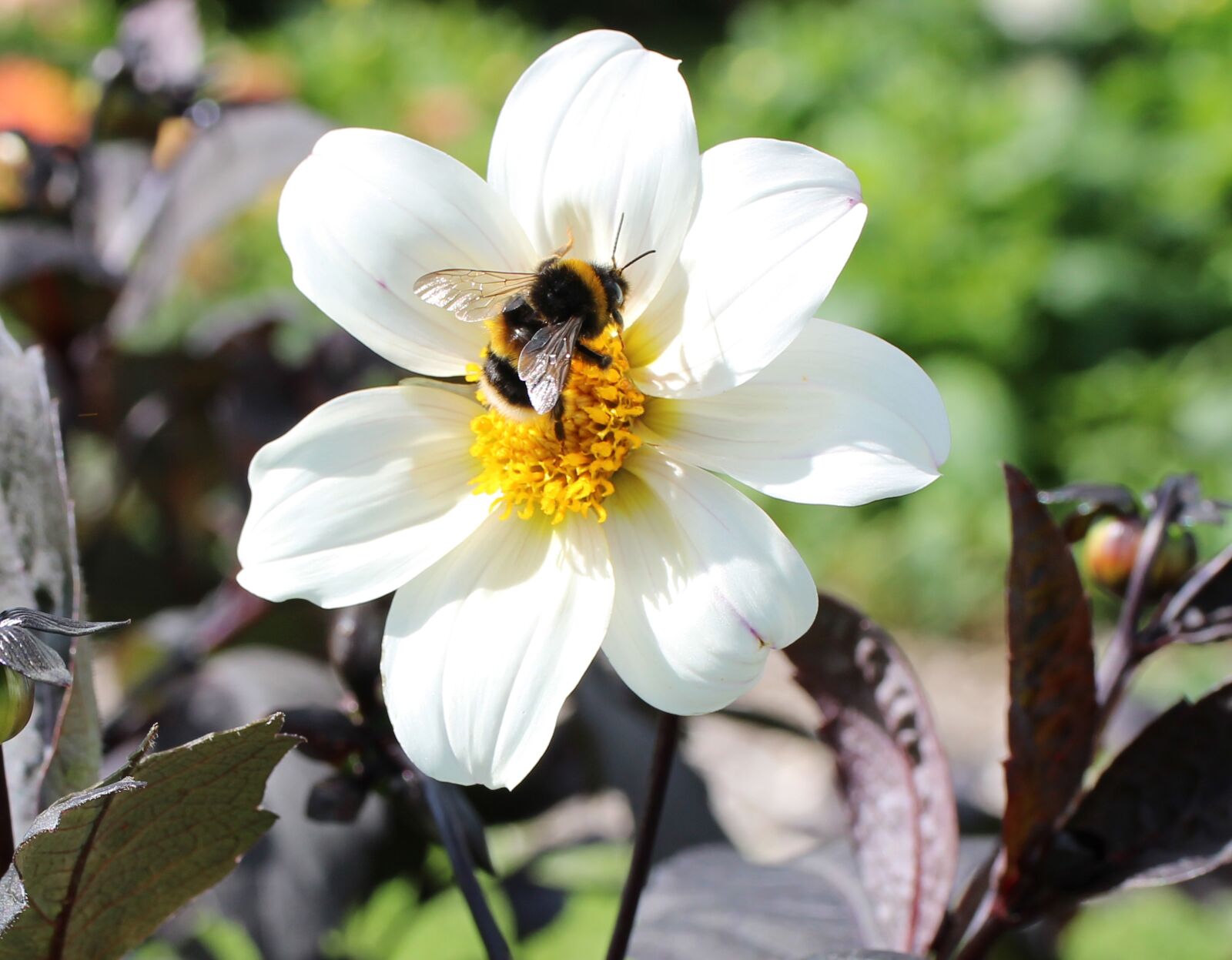 Canon EOS 2000D (EOS Rebel T7 / EOS Kiss X90 / EOS 1500D) sample photo. Flower, bee, petals photography