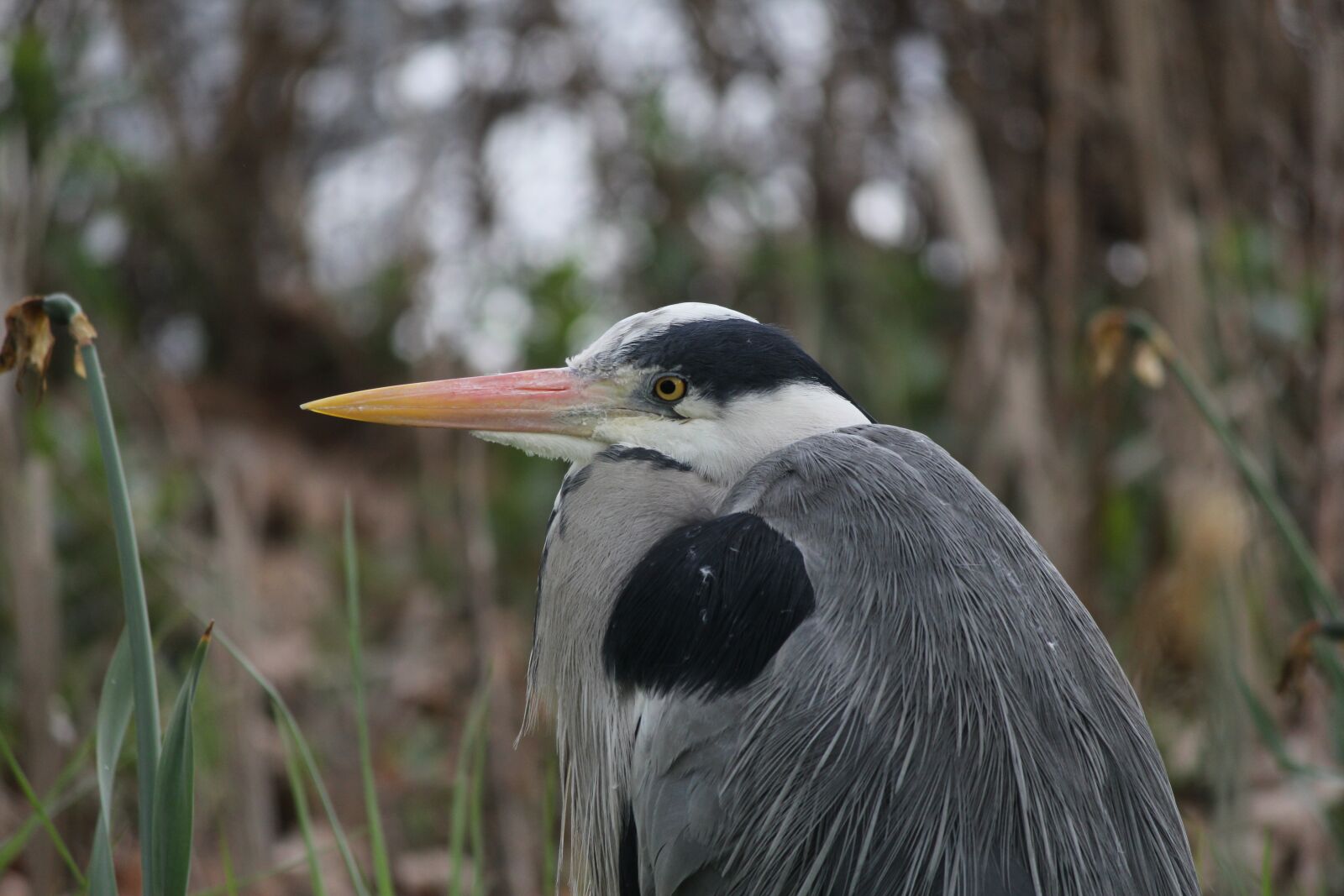 Canon EOS 60D sample photo. Heron, reed, bird photography