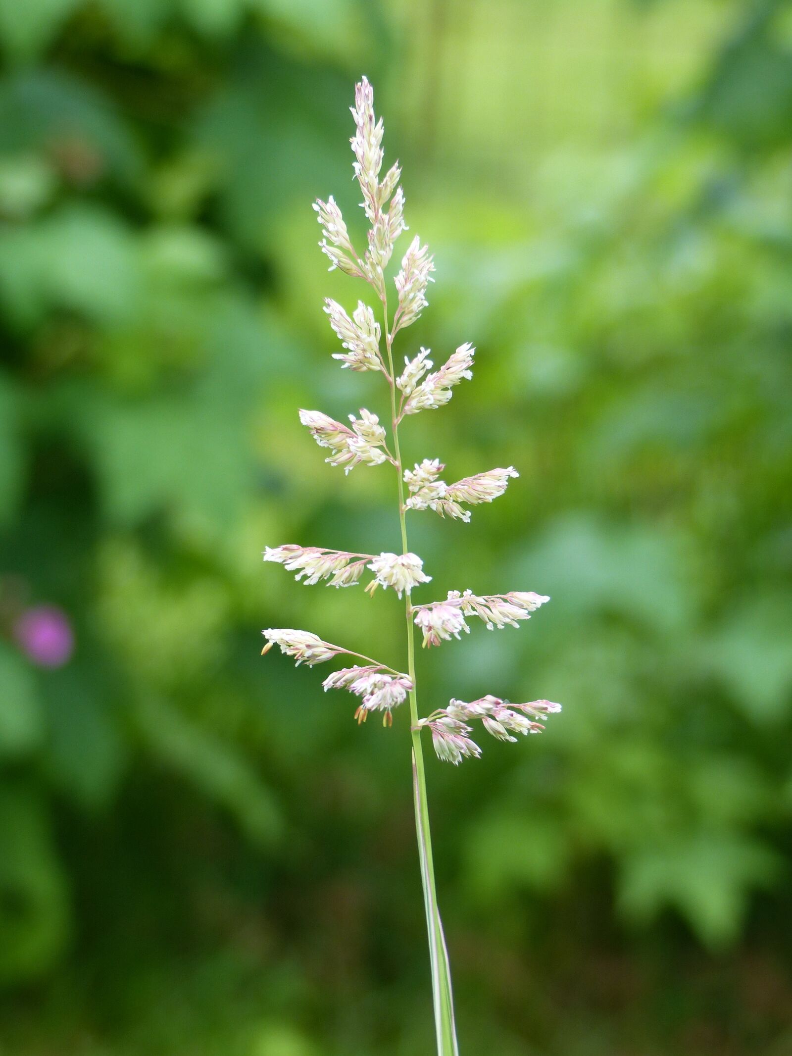 Panasonic Lumix DMC-FZ200 sample photo. Blade of grass, plant photography