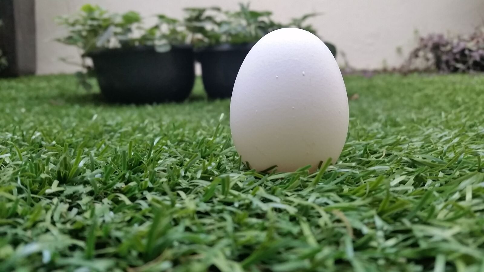 Samsung Galaxy S5 sample photo. Beginning, egg, nature photography