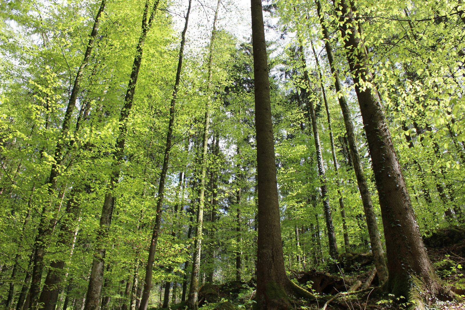 Canon EOS 1200D (EOS Rebel T5 / EOS Kiss X70 / EOS Hi) sample photo. Forest, green, nature photography