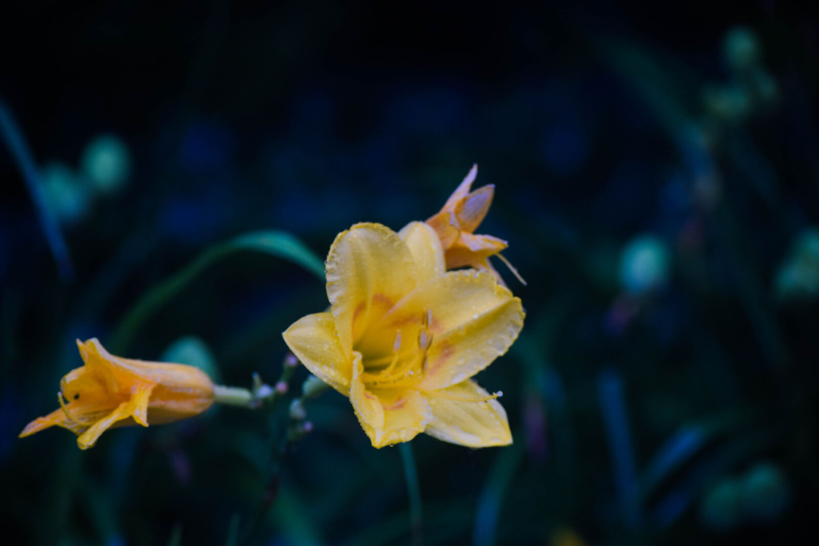 Nikon D3300 sample photo. Flower, garden photography