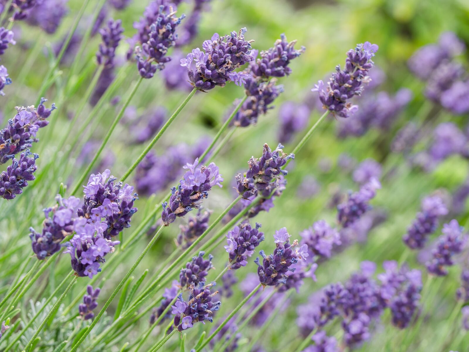 Panasonic DMC-G81 + Olympus M.Zuiko Digital ED 60mm F2.8 Macro sample photo. Flowers, lavender, violet photography